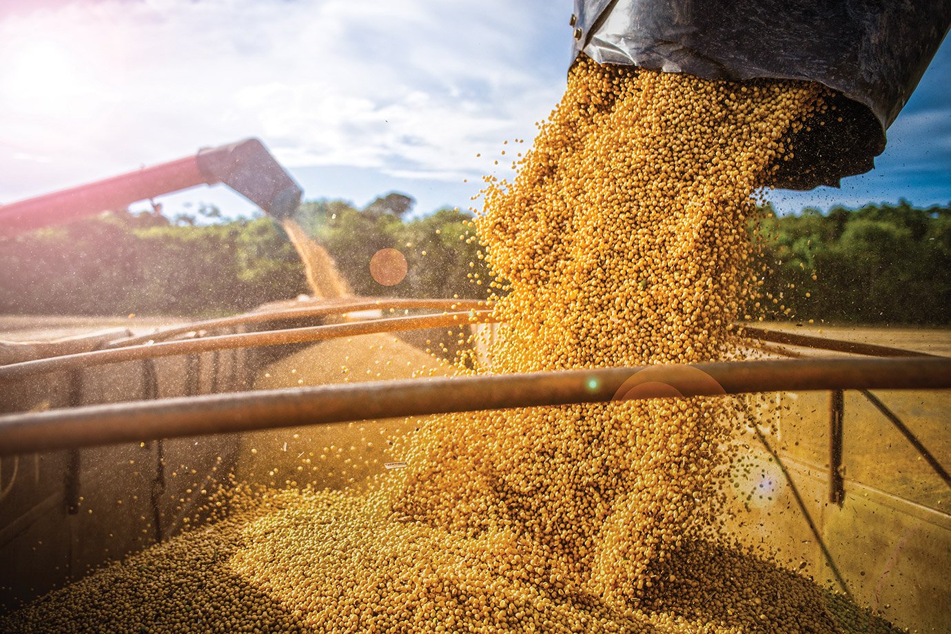 Exportação de café paulista sobe 82,7% em janeiro e impulsiona agro de São Paulo