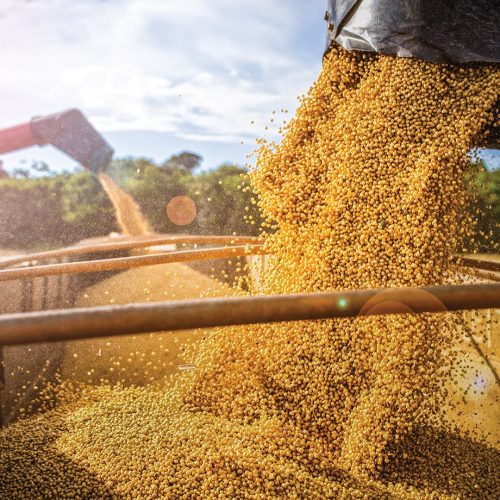 Exportação de café paulista sobe 82,7% em janeiro e impulsiona agro de São Paulo